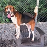 Banjo