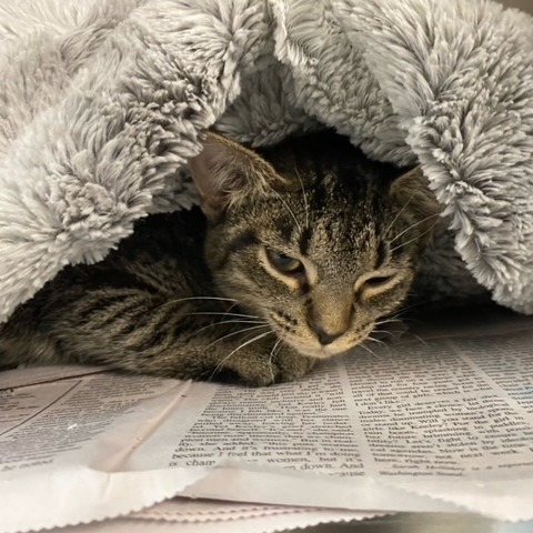 Blankie
