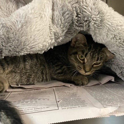 Blankie