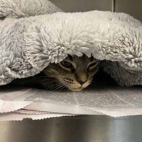 Blankie