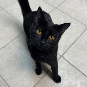 Bagheera