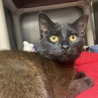Bagheera