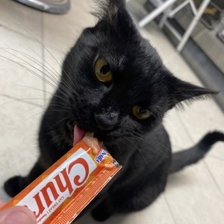 Bagheera