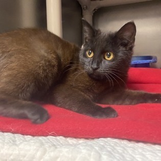 Bagheera