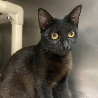 Bagheera