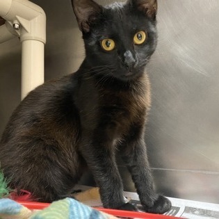 Bagheera