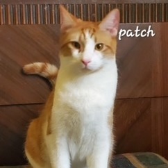 Patch - foster care