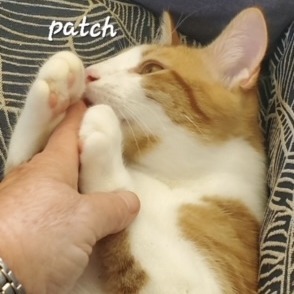 Patch - foster care