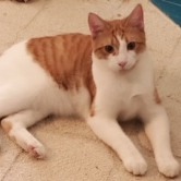 Patch - foster care