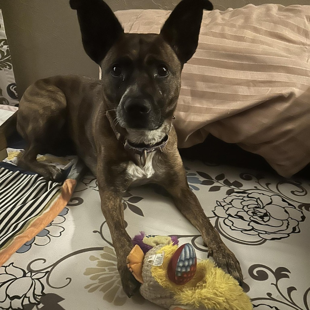 Dozer Anne