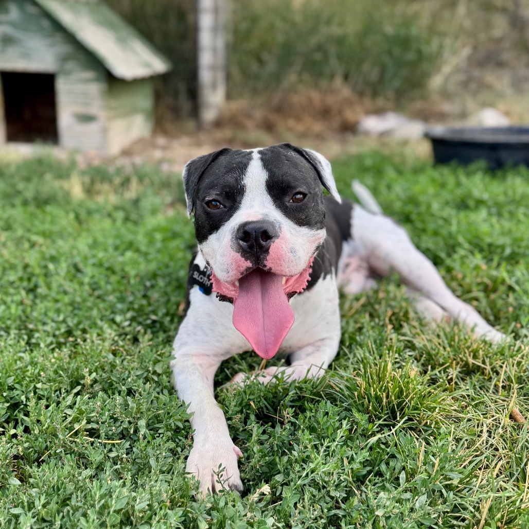 Sloan, an adoptable Mixed Breed in Glenwood Springs, CO, 81601 | Photo Image 1