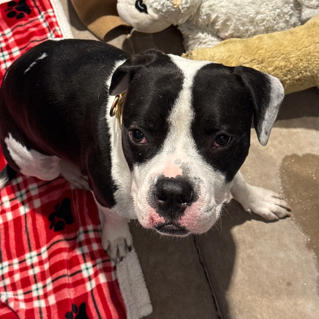 Sloan, an adoptable Mixed Breed in Glenwood Springs, CO, 81601 | Photo Image 2