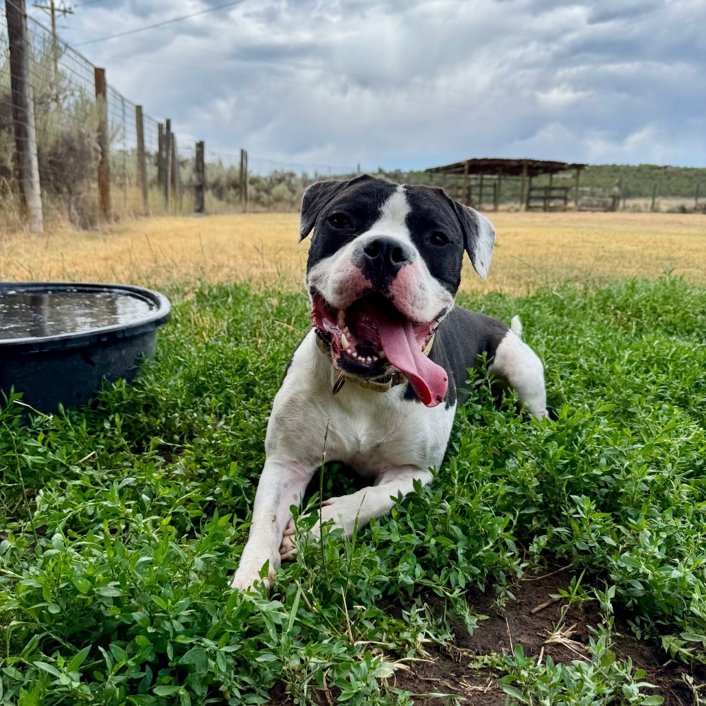 Sloan, an adoptable Mixed Breed in Glenwood Springs, CO, 81601 | Photo Image 3
