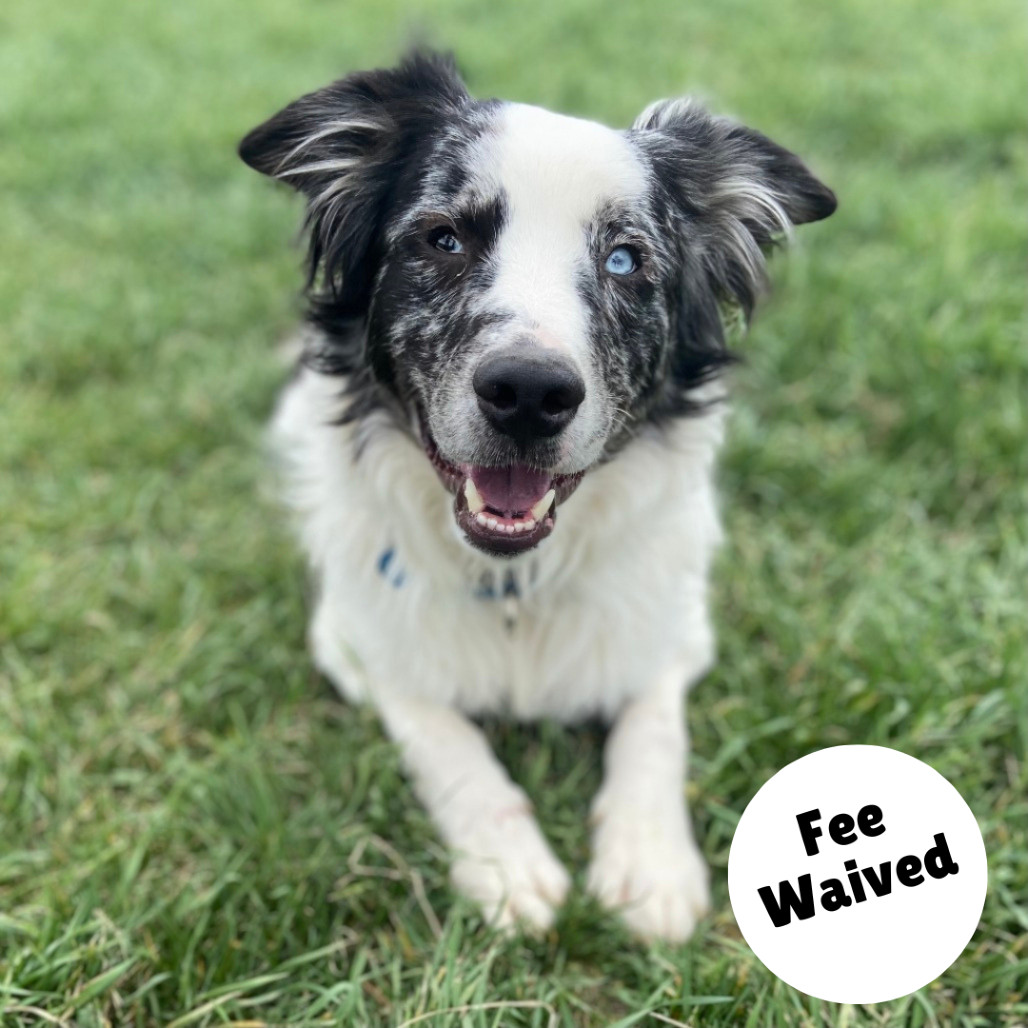 Jax, an adoptable Australian Shepherd in Glenwood Springs, CO, 81601 | Photo Image 1