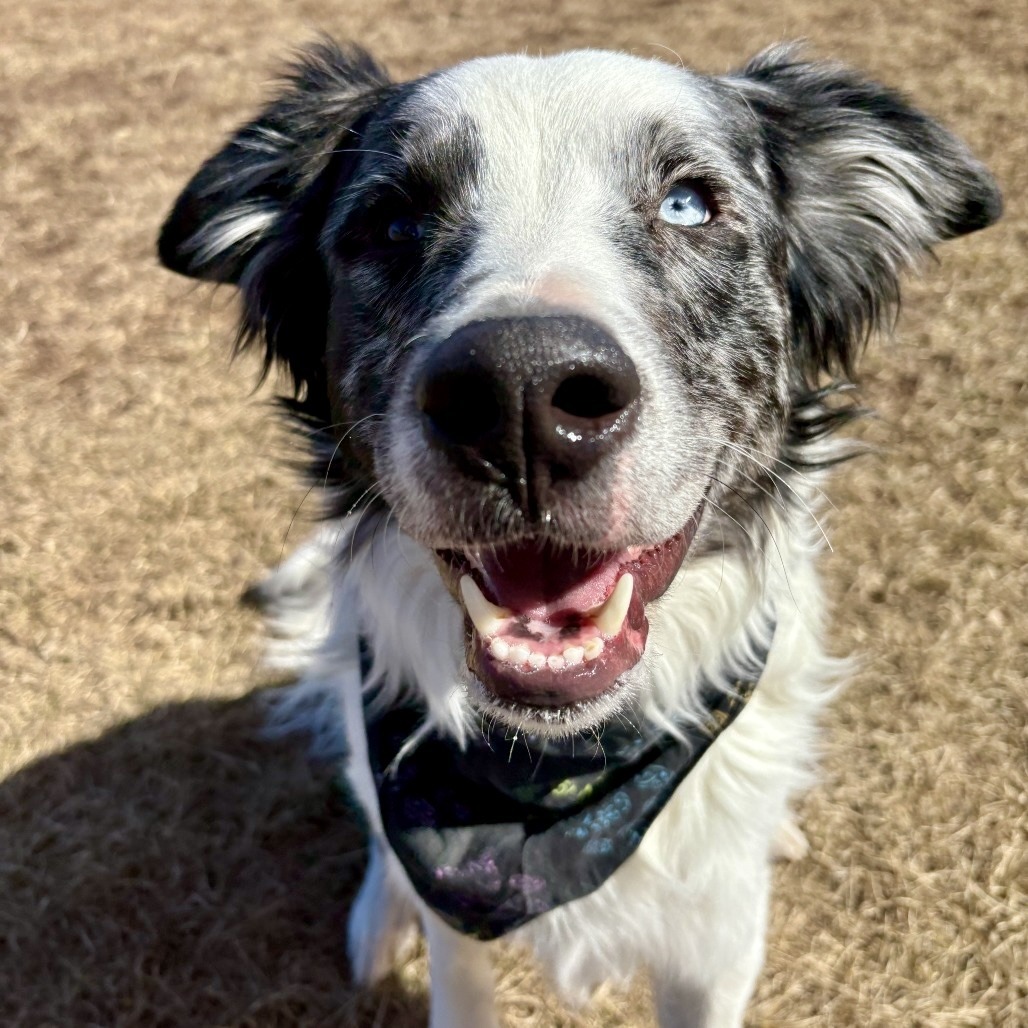 Jax, an adoptable Australian Shepherd in Glenwood Springs, CO, 81601 | Photo Image 2