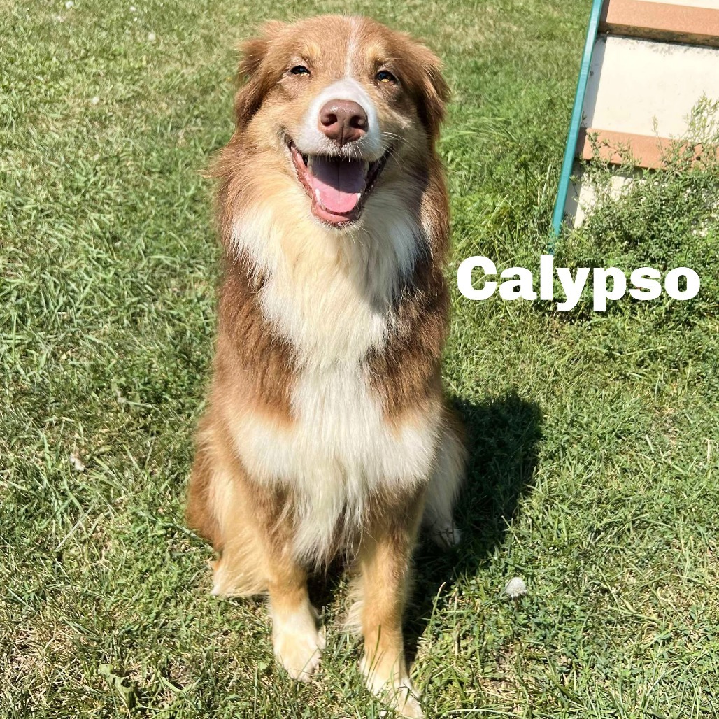 Calypso 250673, an adoptable Australian Shepherd in Escanaba, MI, 49829 | Photo Image 1