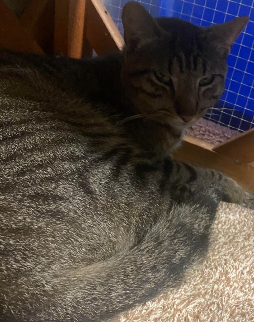 knox kitty