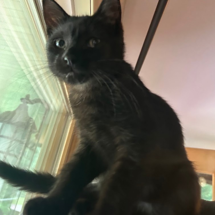 Ollie, an adoptable Domestic Short Hair in Grand Rapids, MN, 55744 | Photo Image 1
