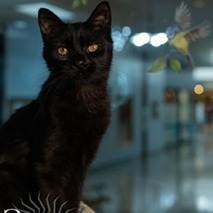 River, an adoptable Domestic Short Hair in Grand Rapids, MN, 55744 | Photo Image 1