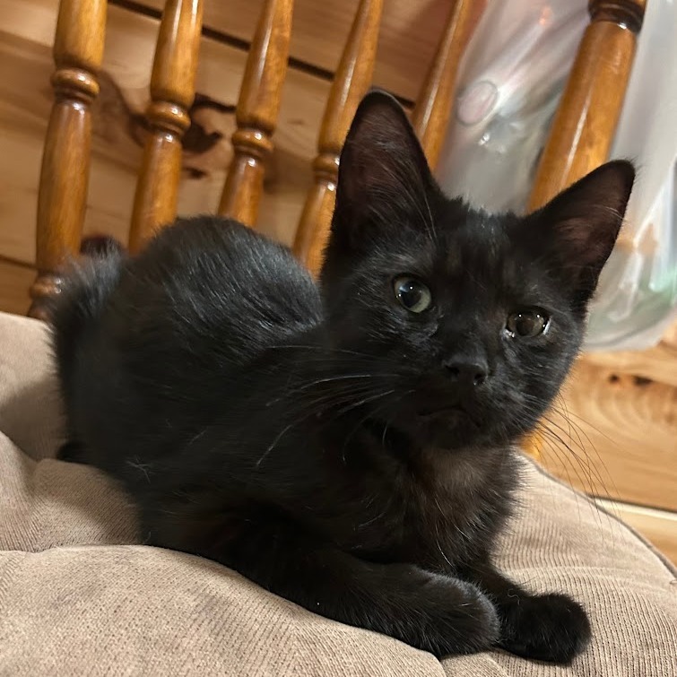 River, an adoptable Domestic Short Hair in Grand Rapids, MN, 55744 | Photo Image 2