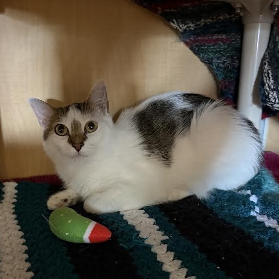 Milo
