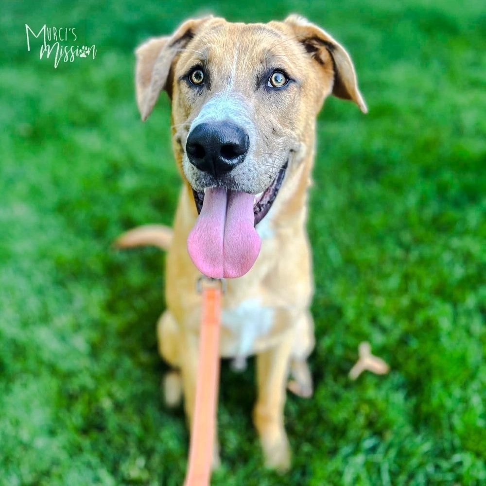 Copper, an adoptable Shepherd in Spokane , WA, 99209 | Photo Image 1