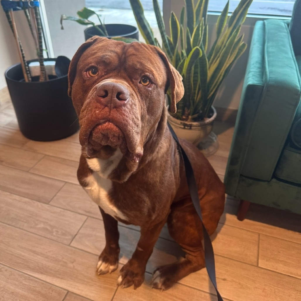 Bartholomew