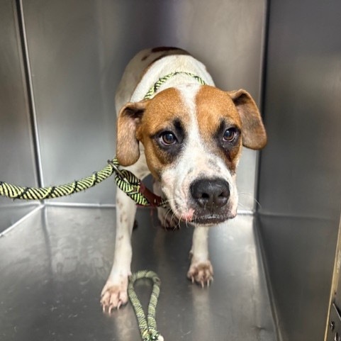 Princess Poppy, an adoptable Hound, Mixed Breed in Wahiawa, HI, 96786 | Photo Image 1