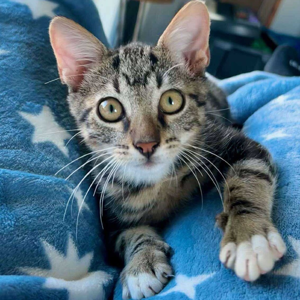 Copper