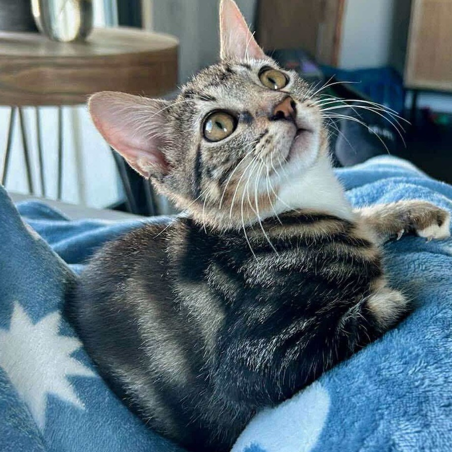 Copper