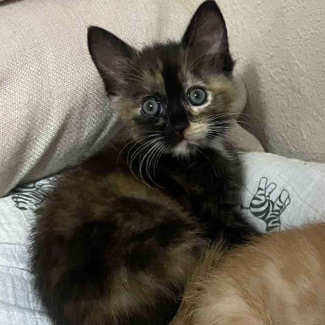 Mo