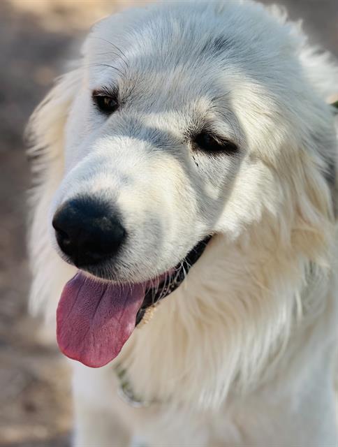 GUS, an adoptable Great Pyrenees in Globe, AZ, 85501 | Photo Image 1