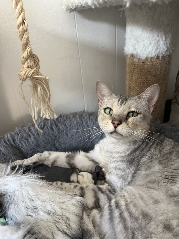 Penina, an adoptable Bengal in Fort collins, CO, 80526 | Photo Image 1