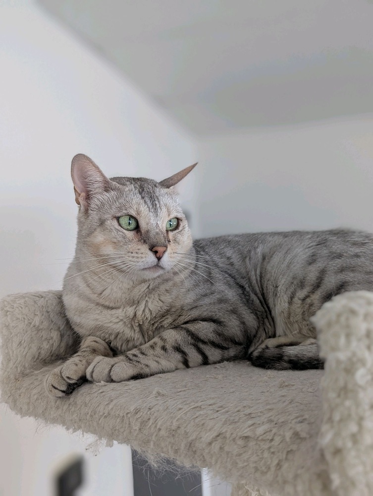 Penina, an adoptable Bengal in Fort collins, CO, 80526 | Photo Image 2