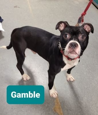 Gamble