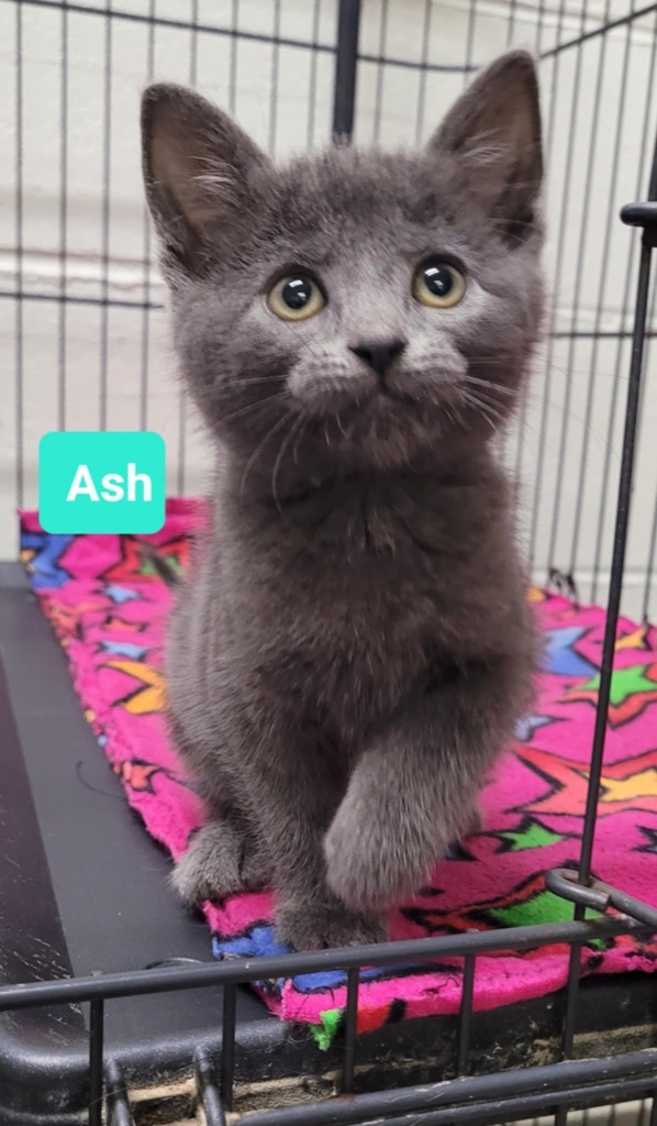 Ash