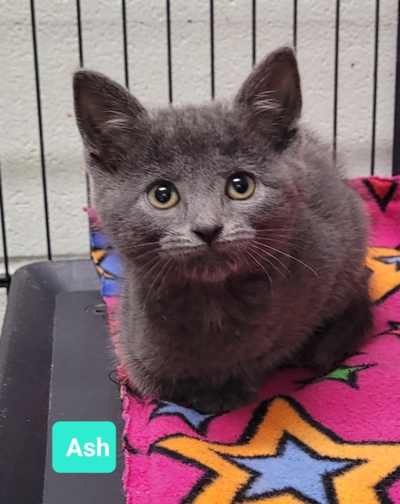 Ash