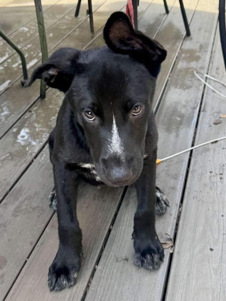 Milo