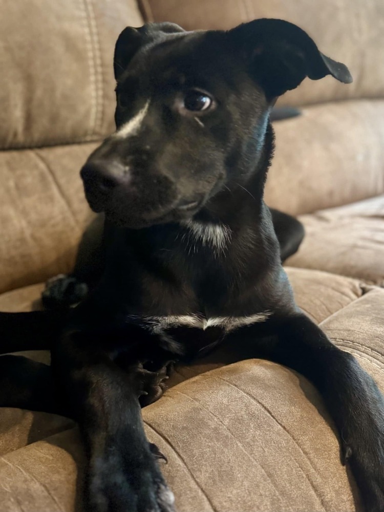 Milo