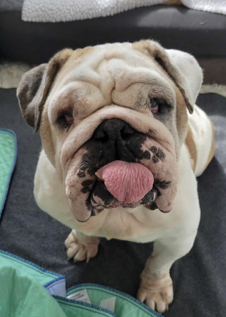 Dovie