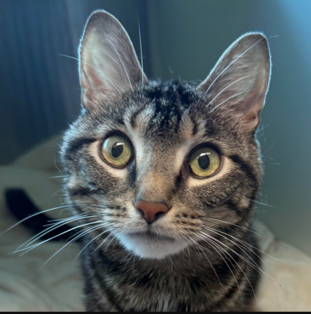 Robin special needs mild CH
