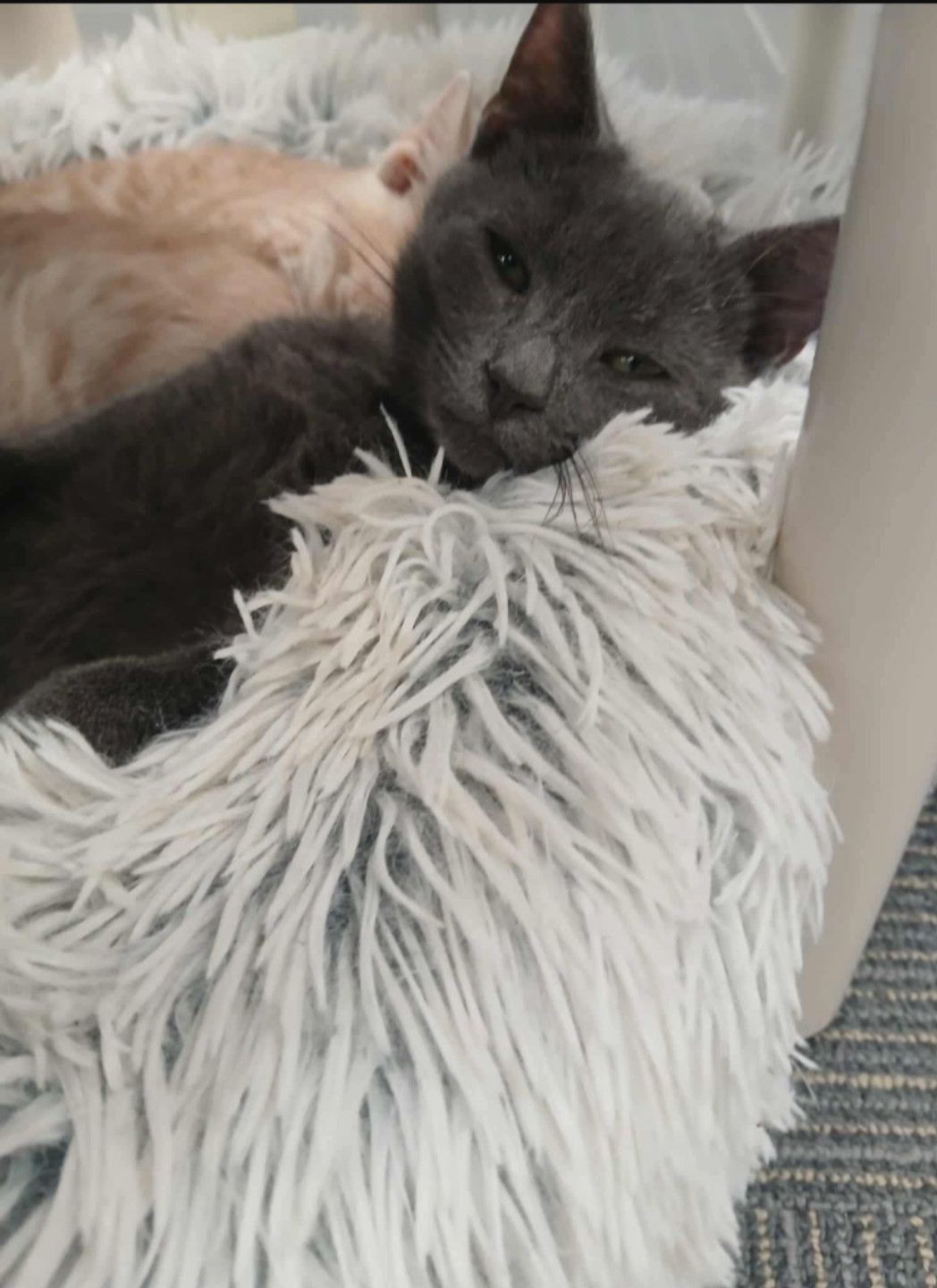 Purrlock
