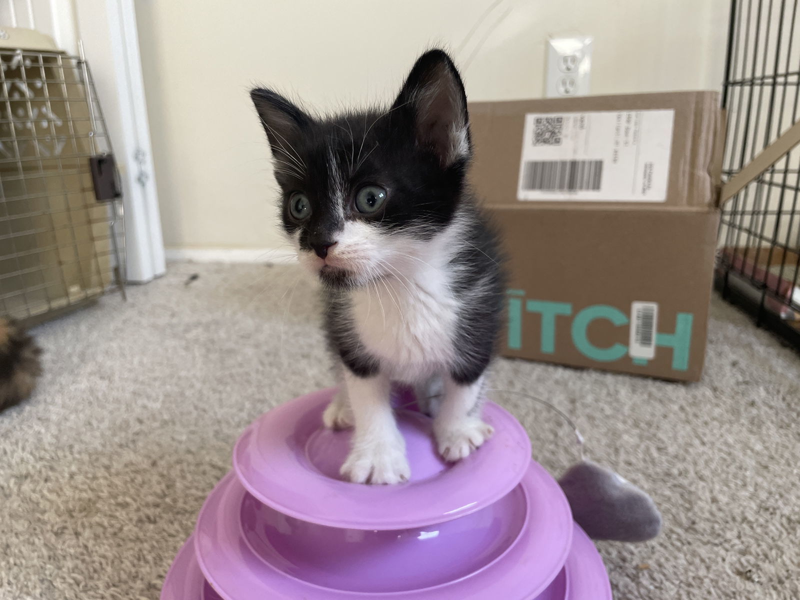 Zf Litter Clyde