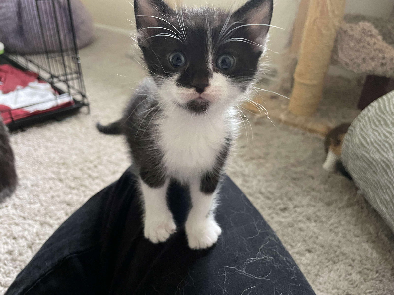 Zf Litter Clyde