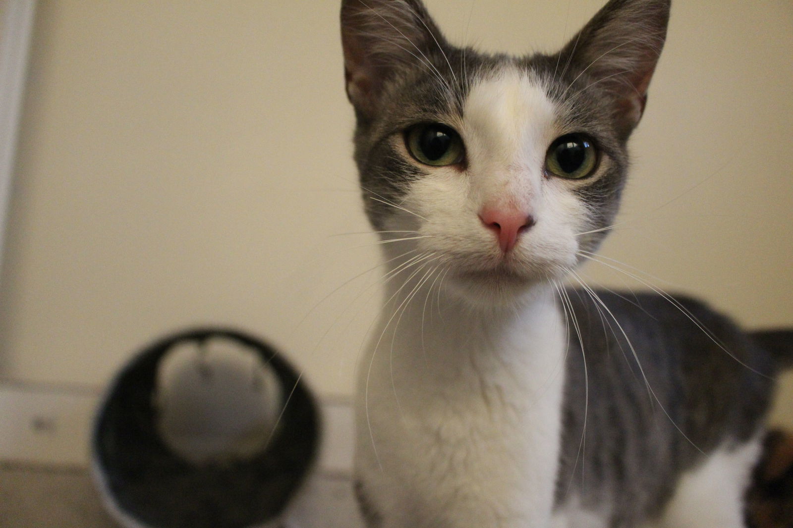 Zf Litter Atari (Mom)