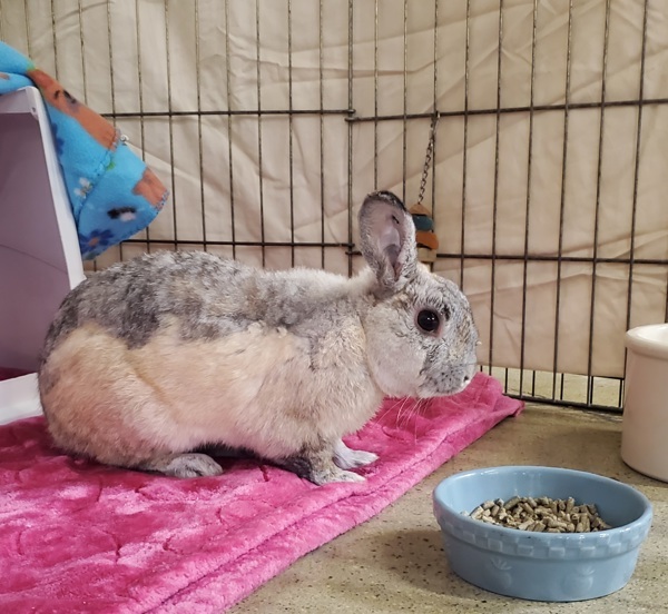Linus