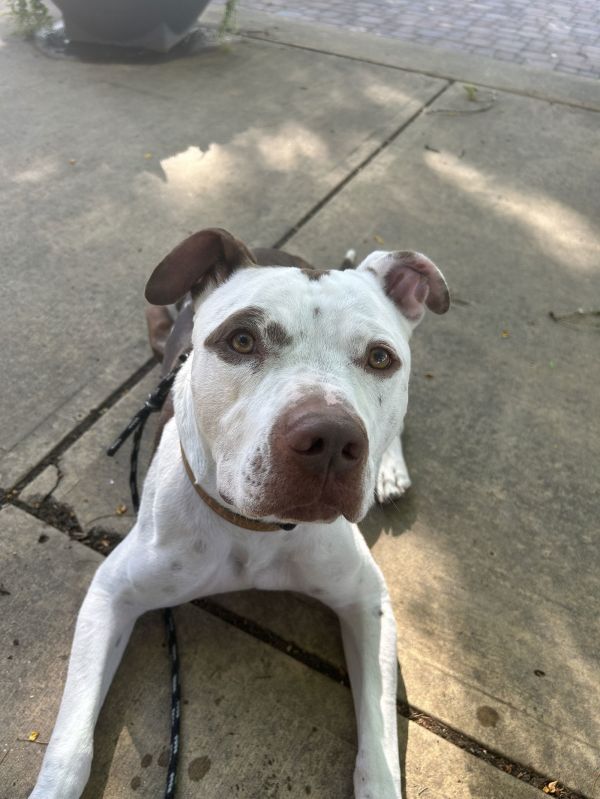 Rico