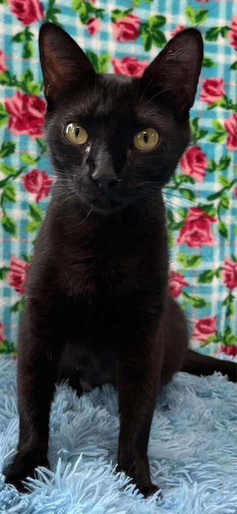 Bellatrix, an adoptable Domestic Short Hair in Brookings, OR, 97415 | Photo Image 1