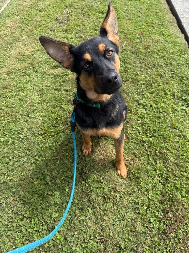 Chevy, an adoptable German Shepherd Dog in Brookings, OR, 97415 | Photo Image 1