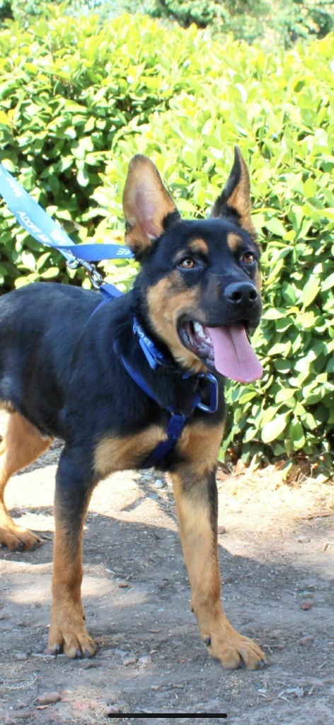 Chevy, an adoptable German Shepherd Dog in Brookings, OR, 97415 | Photo Image 2